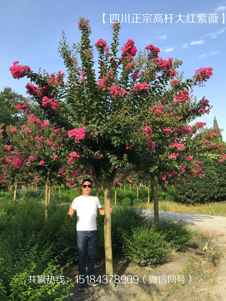 紫薇开花LZW2.jpg