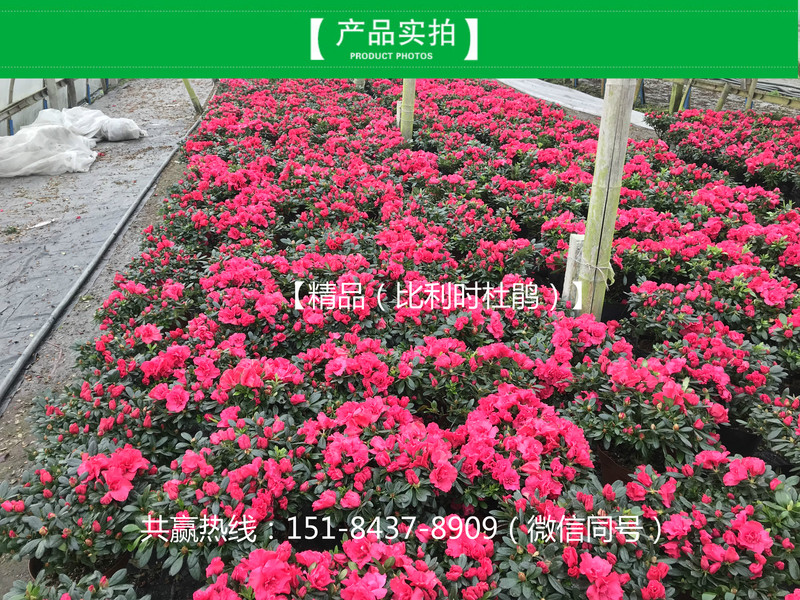WechatIMG218_meitu_4.jpg