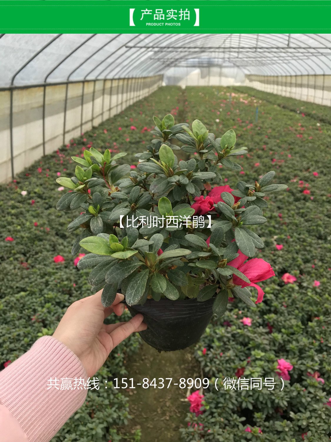 WechatIMG220_meitu_6.jpg