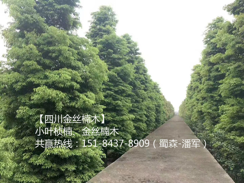 成都金丝楠木