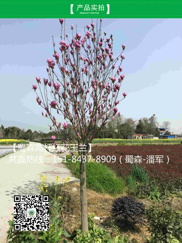 红花玉兰3_meitu_3.jpg