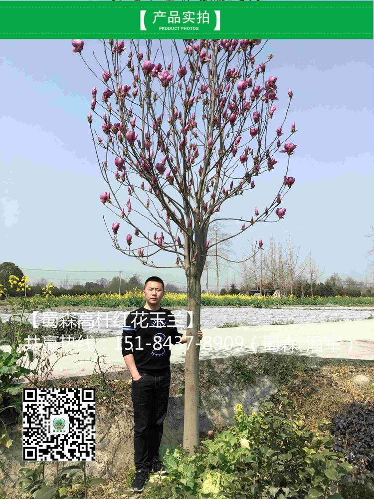 红花玉兰4_meitu_4.jpg