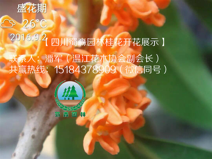 桂花开花4.jpg