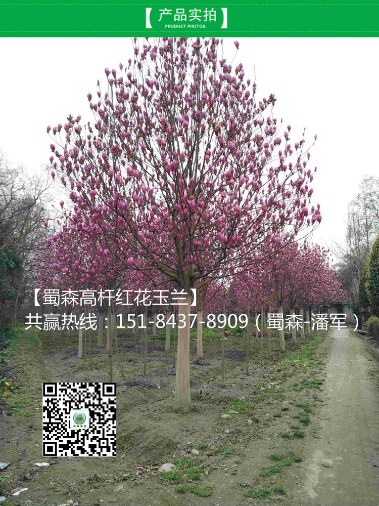 红花玉兰8_meitu_7.jpg