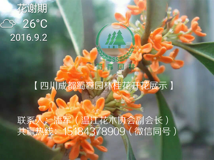 桂花开花6.jpg