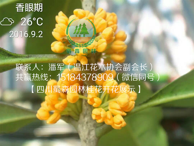 桂花开花5.jpg