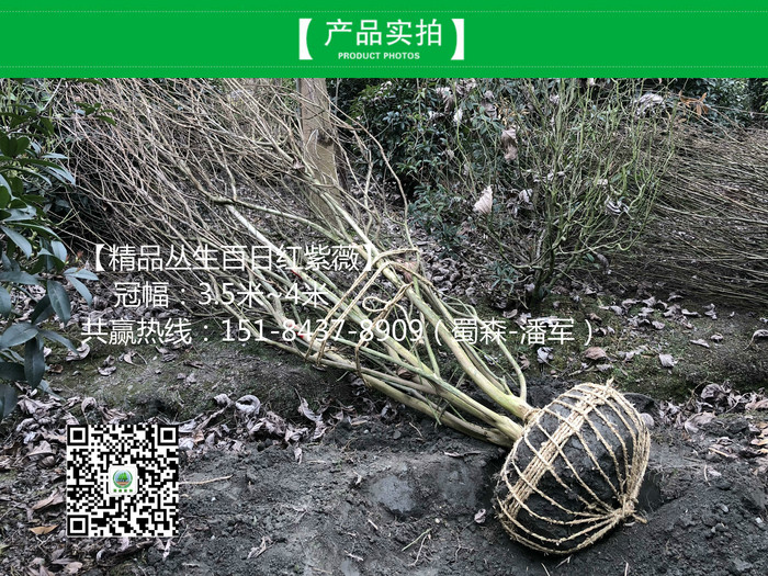 丛生紫薇8_meitu_6.jpg