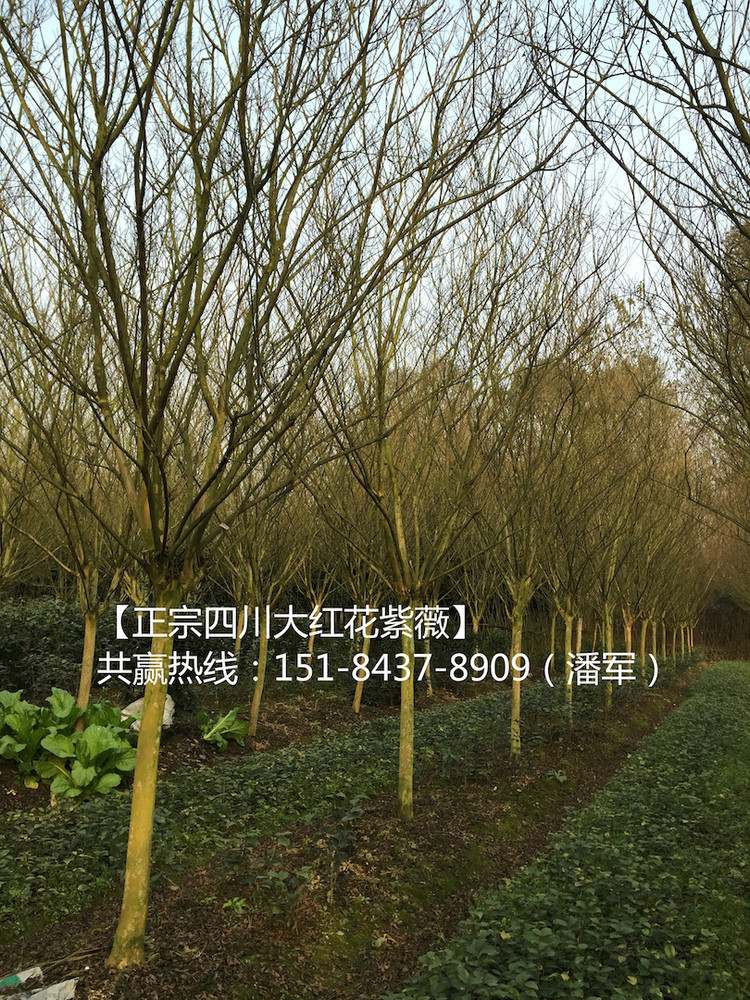 紫薇2_meitu_2.jpg