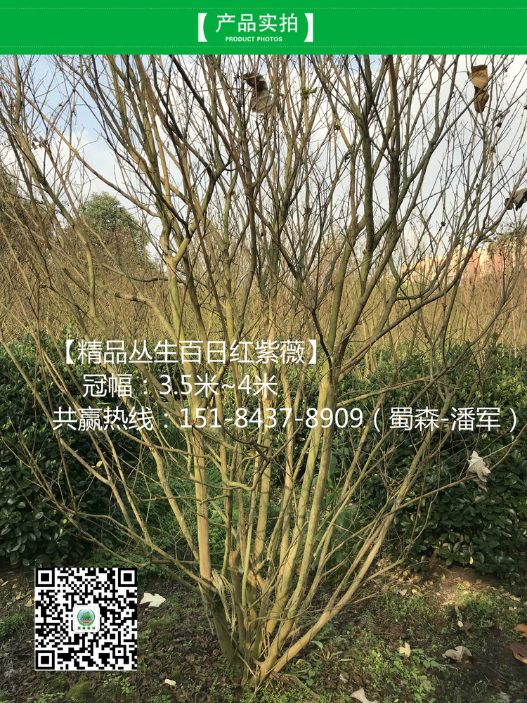 丛生紫薇1_meitu_1.jpg
