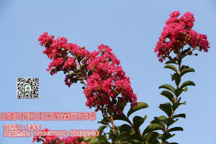 红花紫薇1-3.JPG