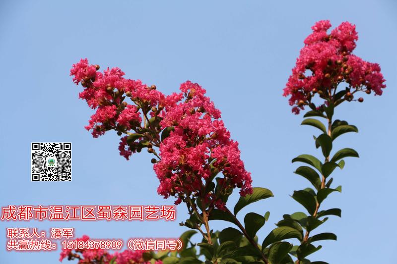 红花紫薇1-3.JPG