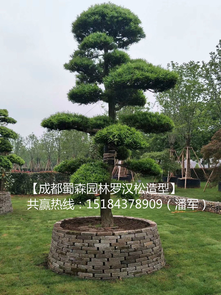 罗汉松4_meitu_1.jpg