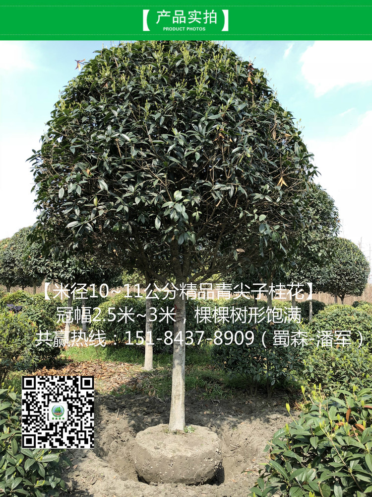 IMG_8484_meitu_8.jpg