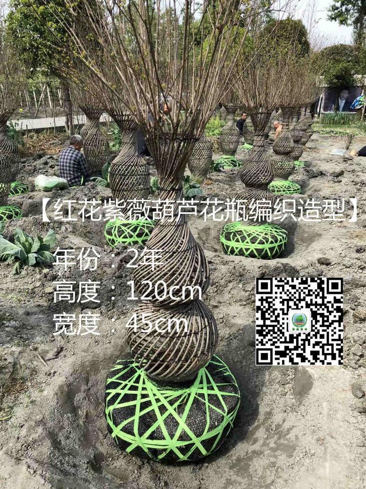紫薇小花瓶_meitu_5.jpg