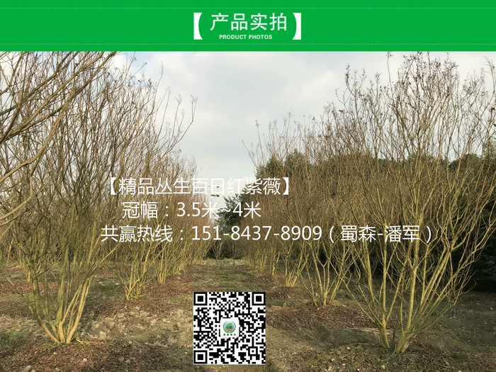 丛生紫薇4_meitu_3.jpg