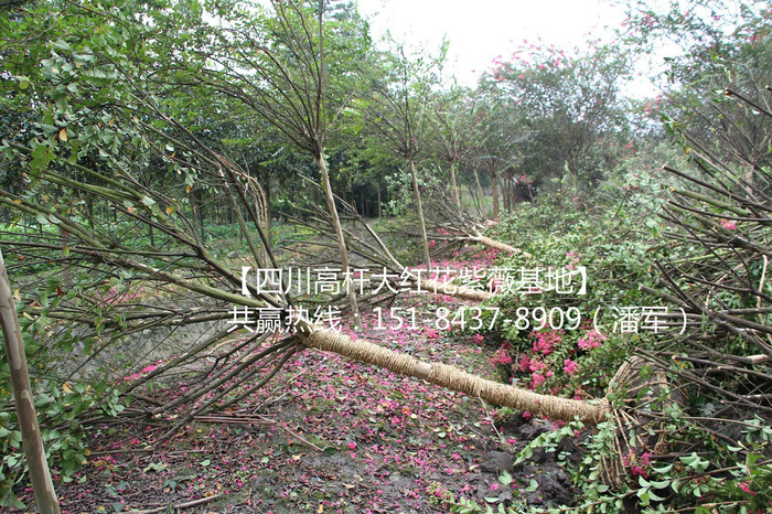 ziwei5_meitu_5.jpg