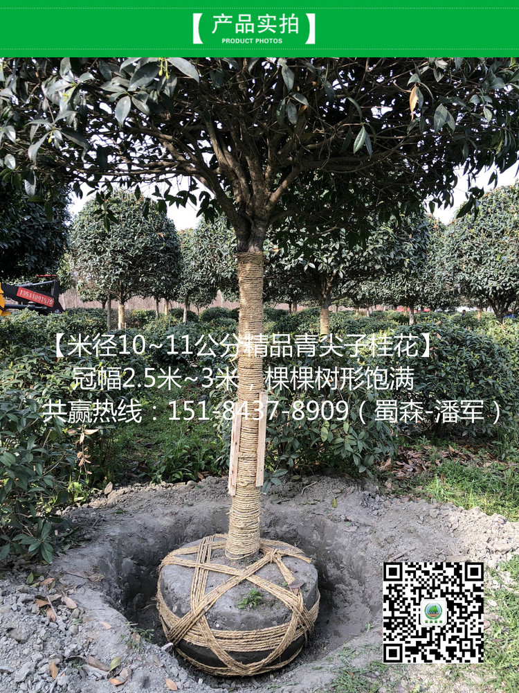 IMG_8573_meitu_6.jpg