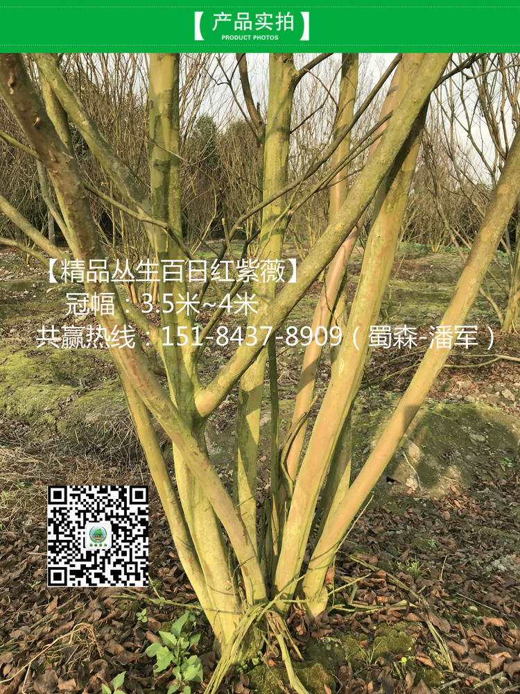 丛生紫薇5_meitu_4.jpg
