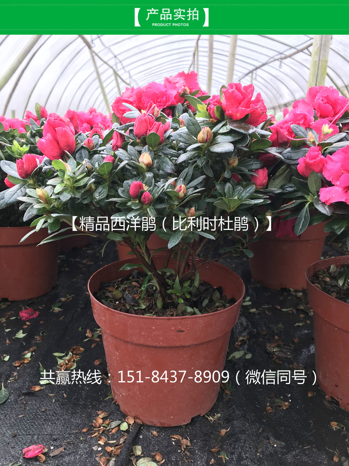 WechatIMG217_meitu_3.jpg