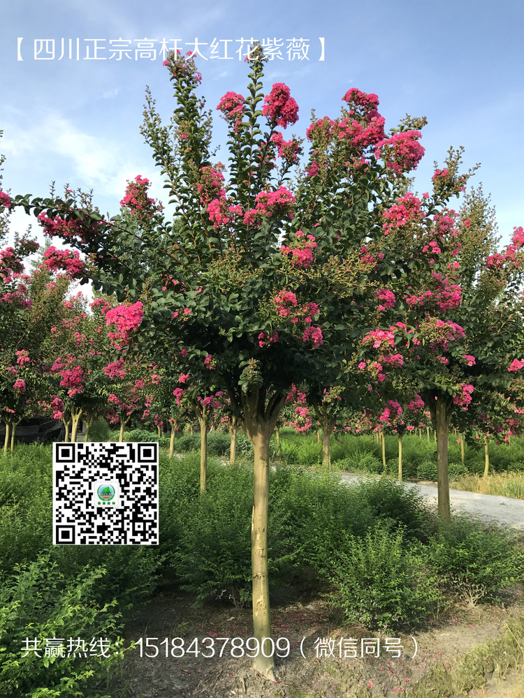 紫薇开花5.jpg