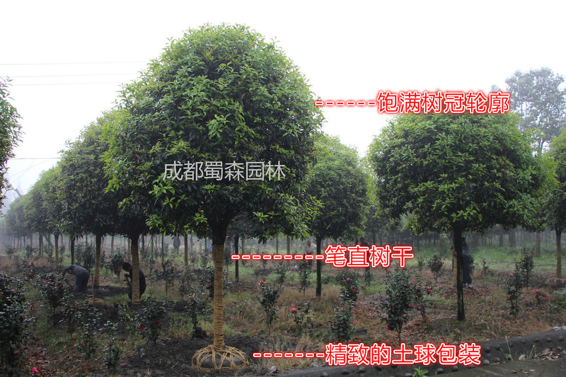 psb (10)_meitu_1.jpg