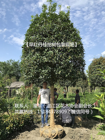 早红丹桂6.jpg