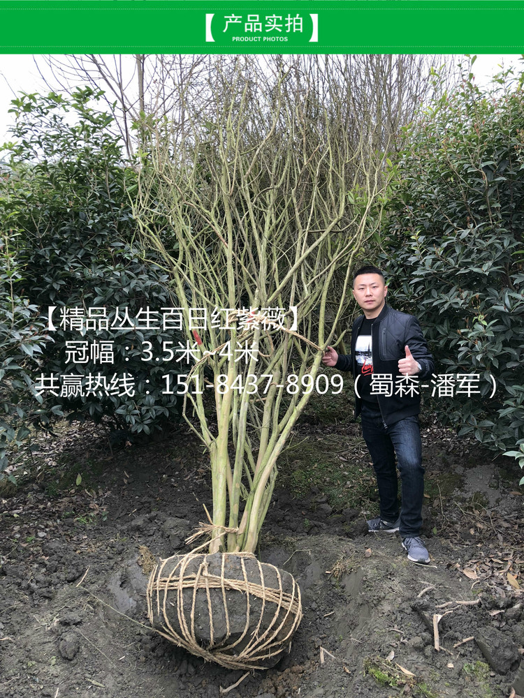 丛生紫薇6_meitu_5.jpg