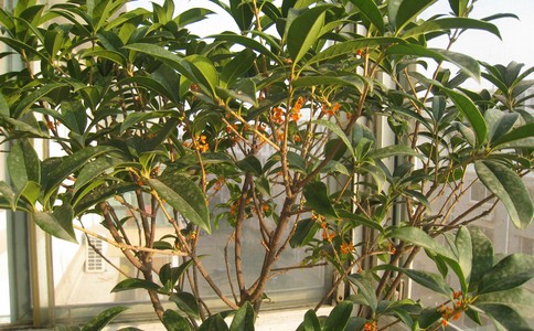 桂花木移栽后应该注意什么?